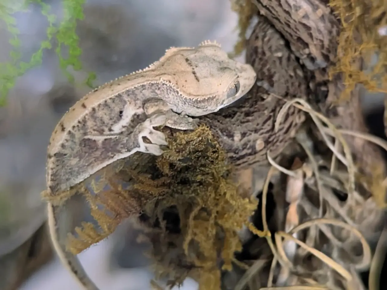 Billede 16 - Kronegekko babyer sælges 
