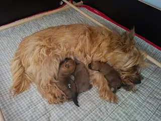 🐾 Carin Terrier hvalpe søger deres kommende fam.