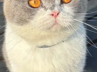 British shorthair