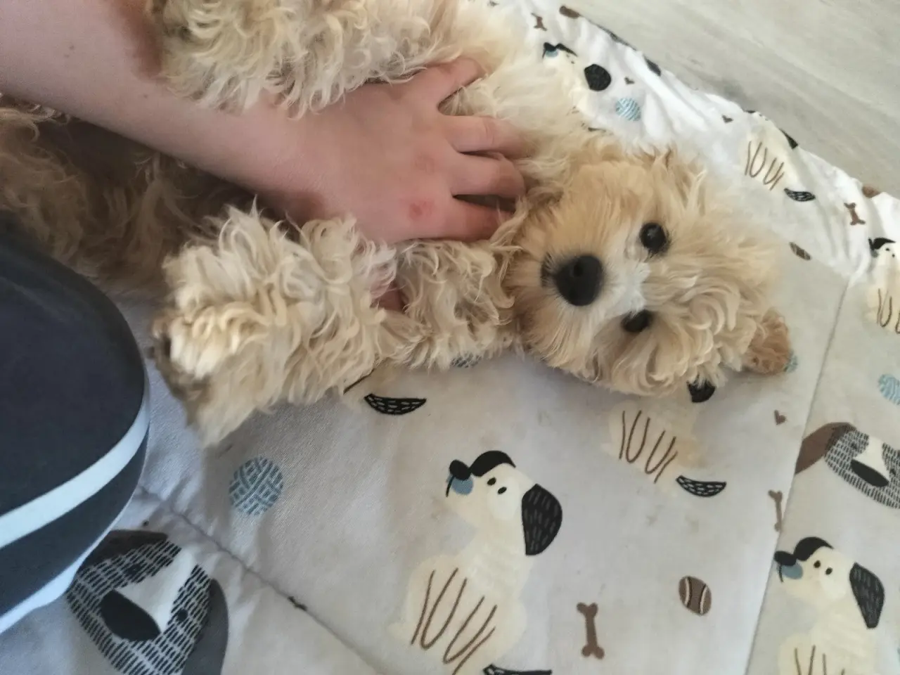 Billede 8 - 🐶 De sidste 2 Maltipoo-hanhvalpe søger den helt r