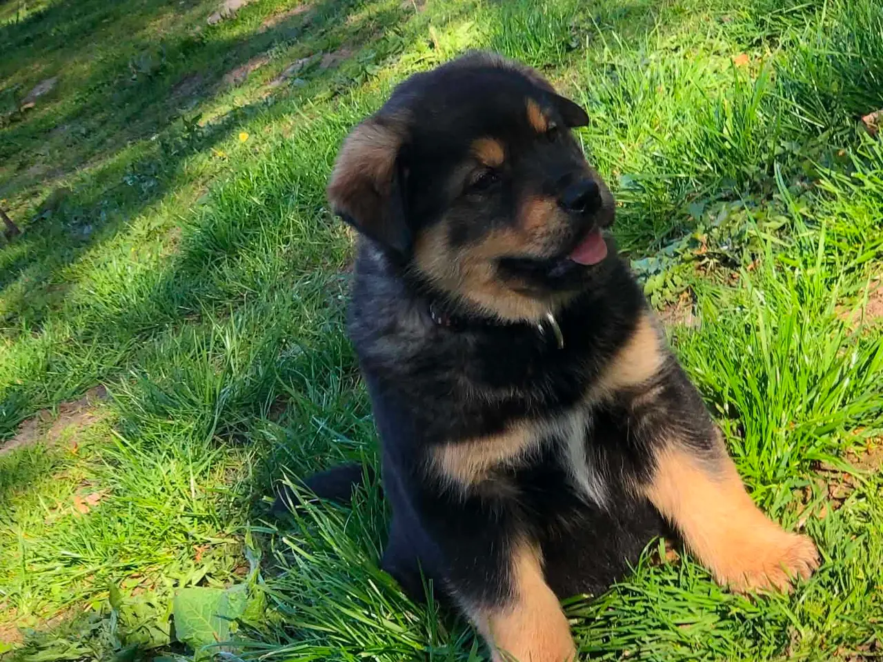Billede 2 - ROTTWEILER/ALASKAN MALAMUT piger søger nye familie