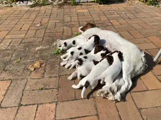 FT english springer spaniel hvalpe sælges 