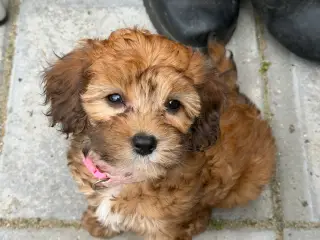 1 skøn Zobel Cavapoo pige