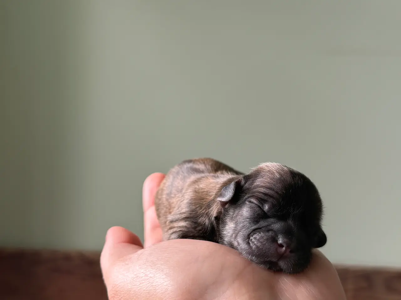 Billede 7 - Lækkere små Shih-Tzu hvalpe❤️