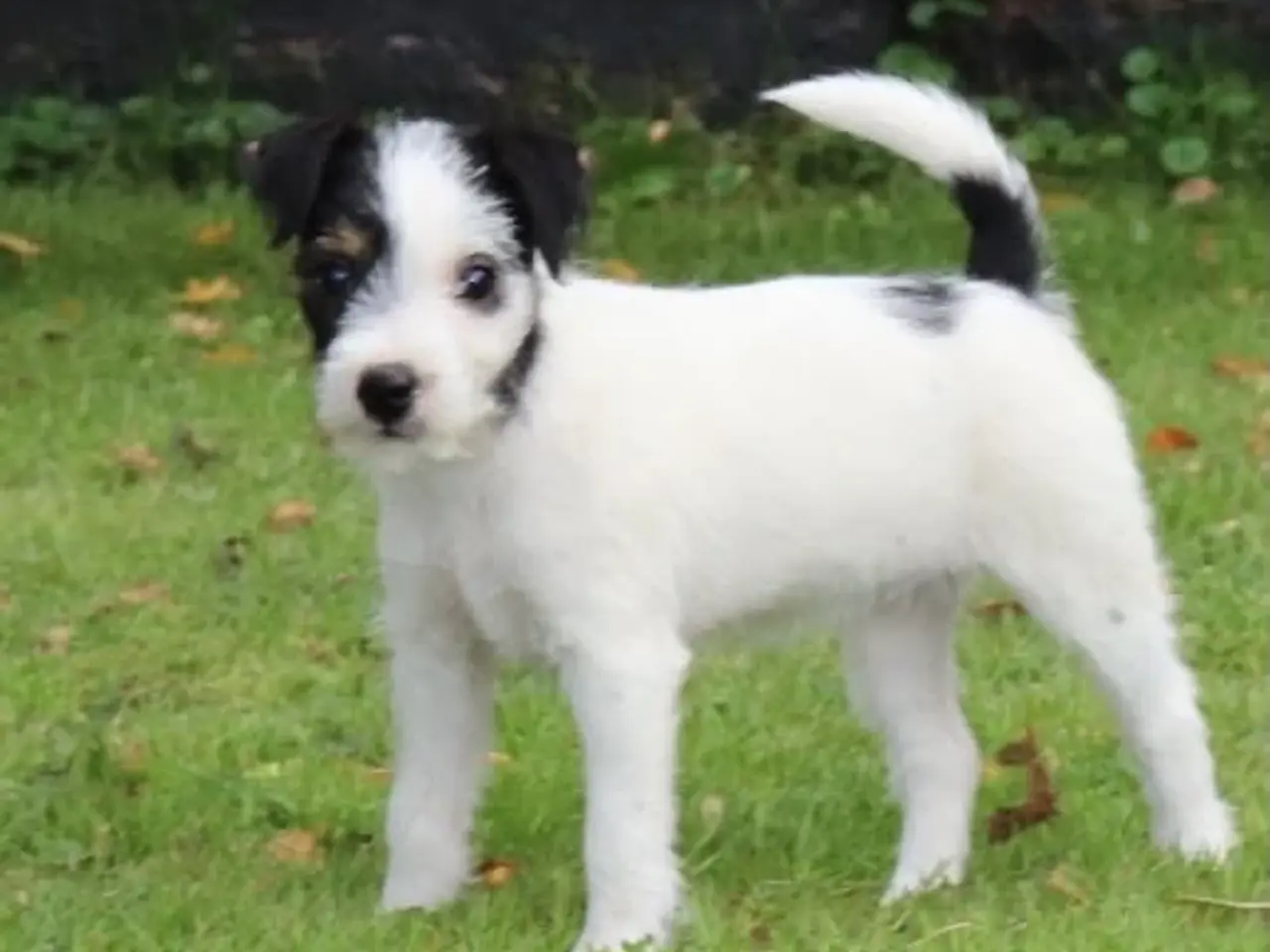 Billede 4 - Parson Jack Russell tævehvalpe født 13/7 2026