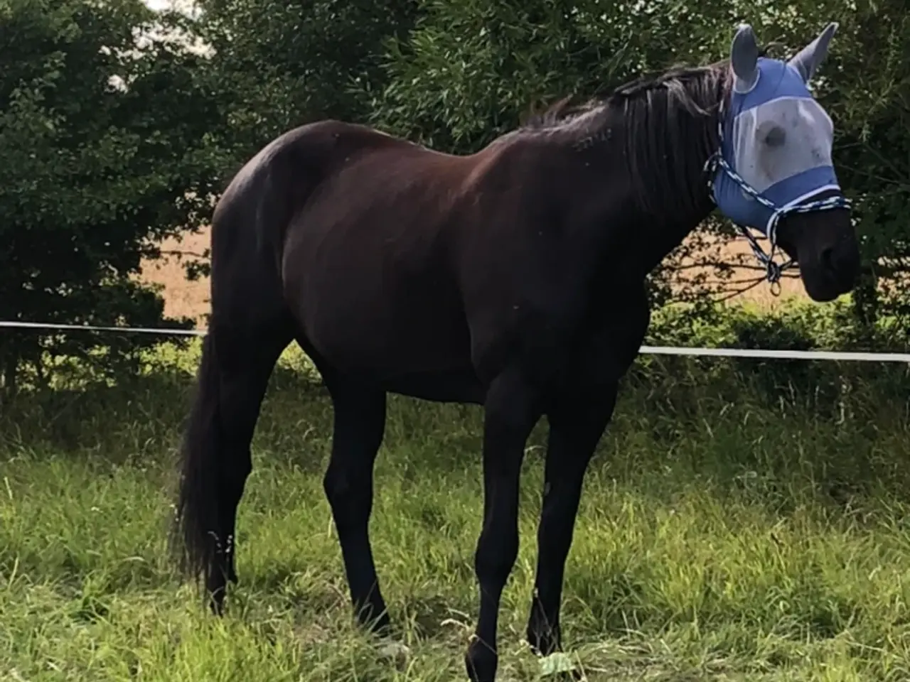 Billede 3 - Lækker varmblods traver med personlighed