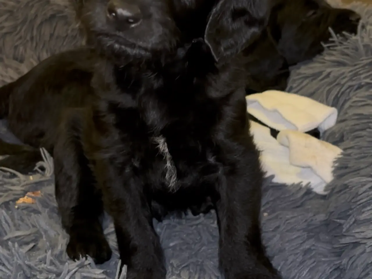 Billede 1 - Lækre Labradoodle hvalpe
