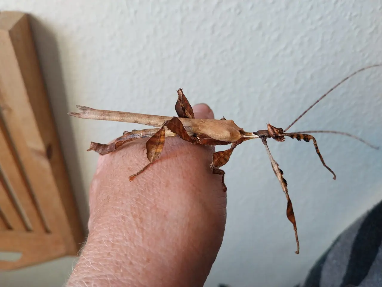 Billede 1 - Extatosoma tiaratum Rosengren