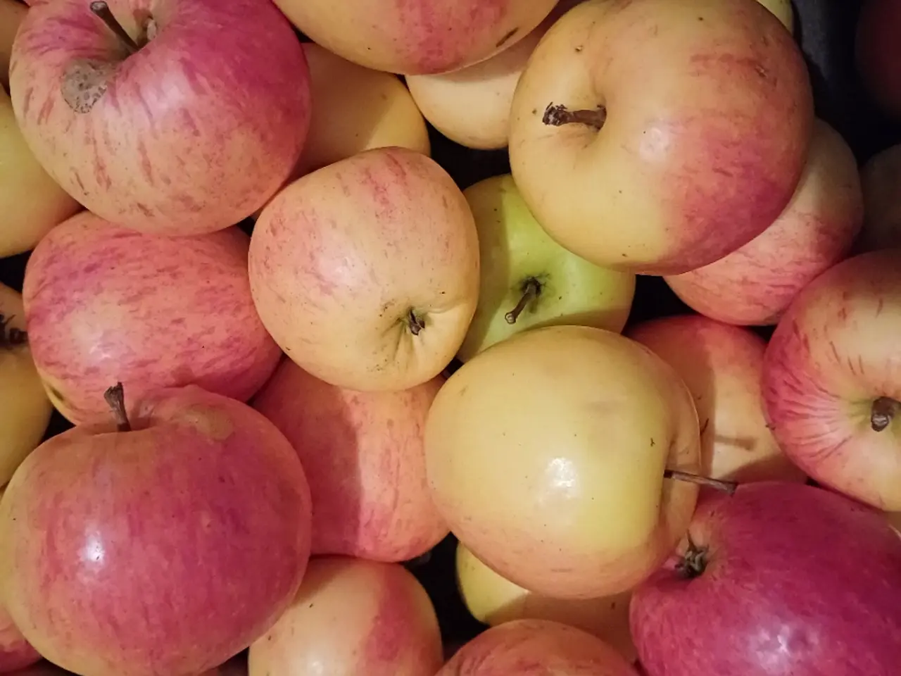 Billede 3 - Håndplukkede fine øko æbler mange, Spise- madæbler