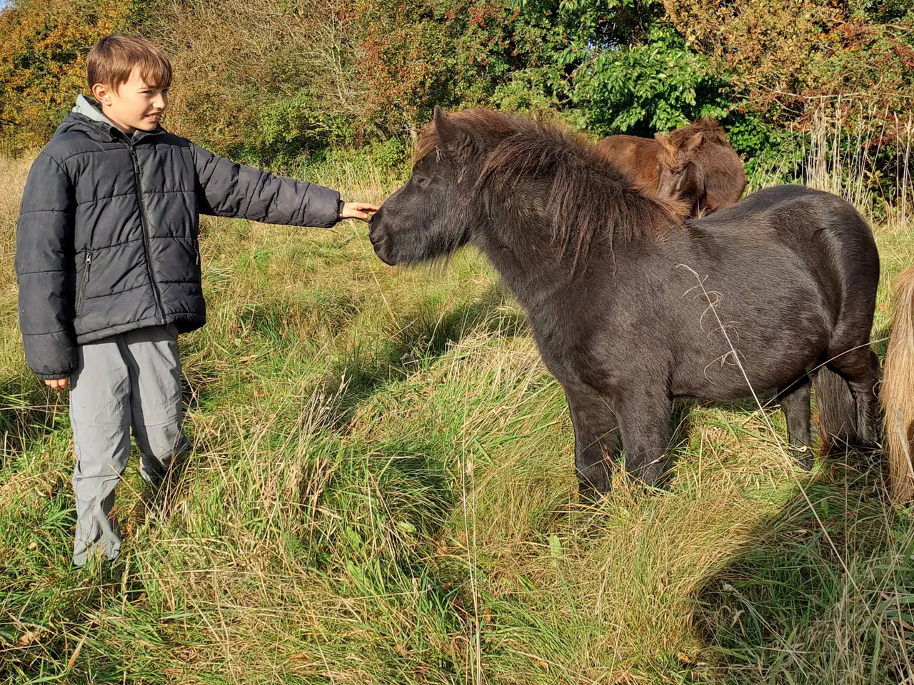 Billede 3 - Shetlandspony 3-års hingsteplage. 