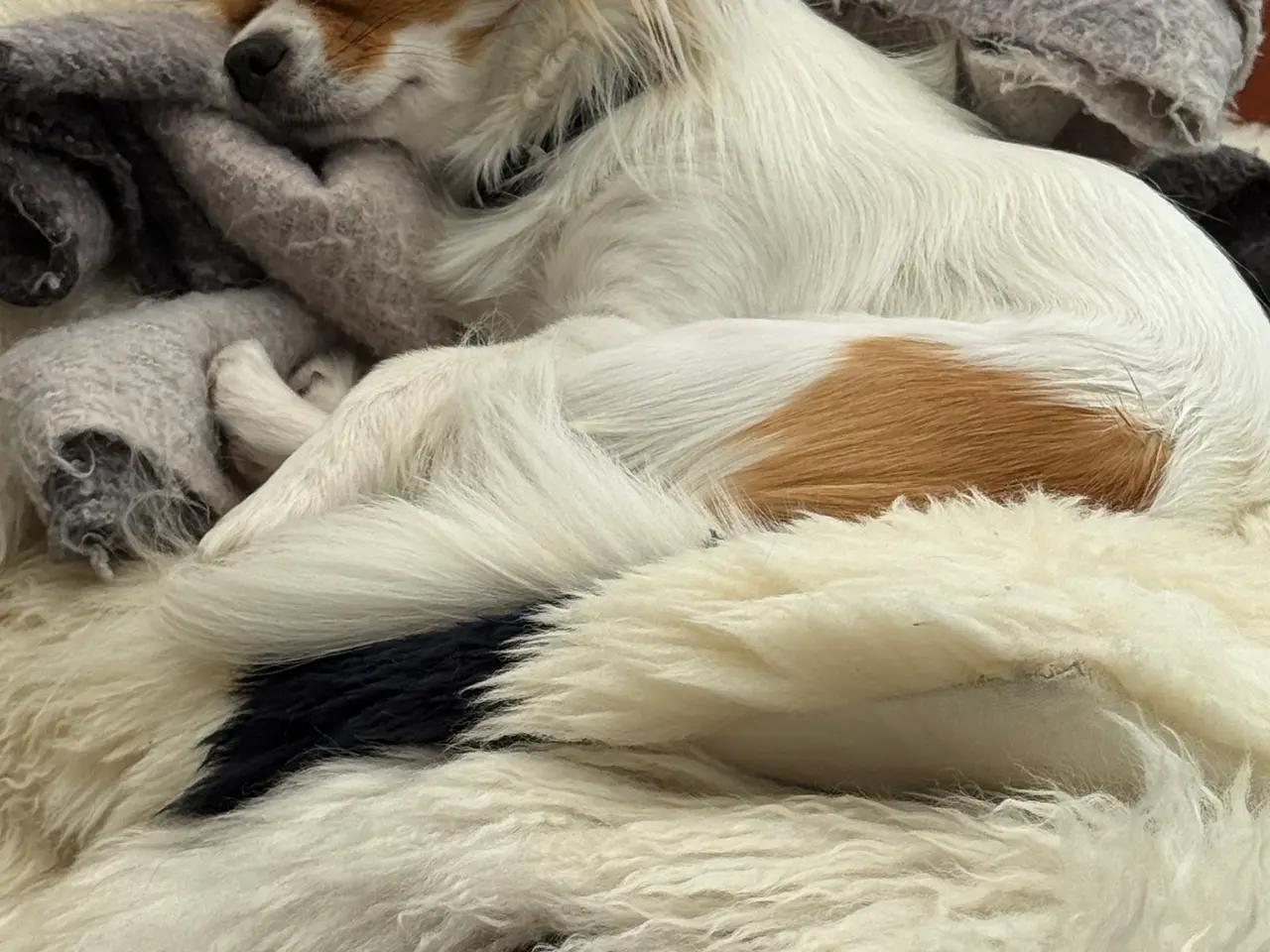 Billede 1 - Chihuahua langhåret 