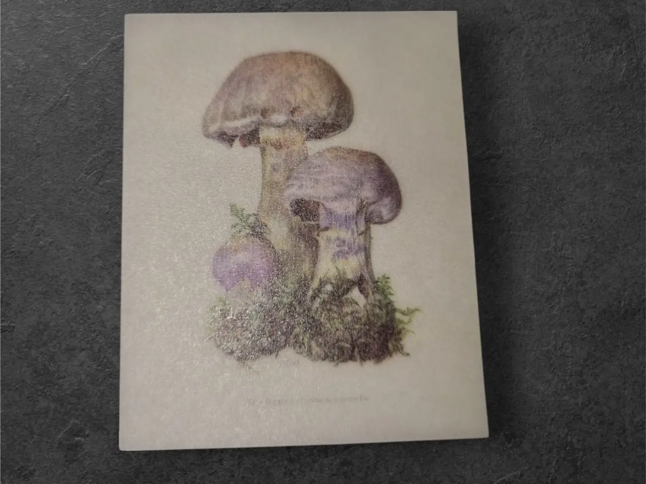 Billede 2 - Annonce 5 - Hobby