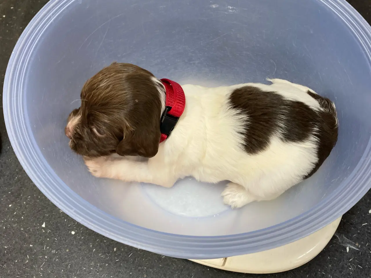 Billede 5 - FT Springer Spaniel hvalpe, salgsklar 10 maj