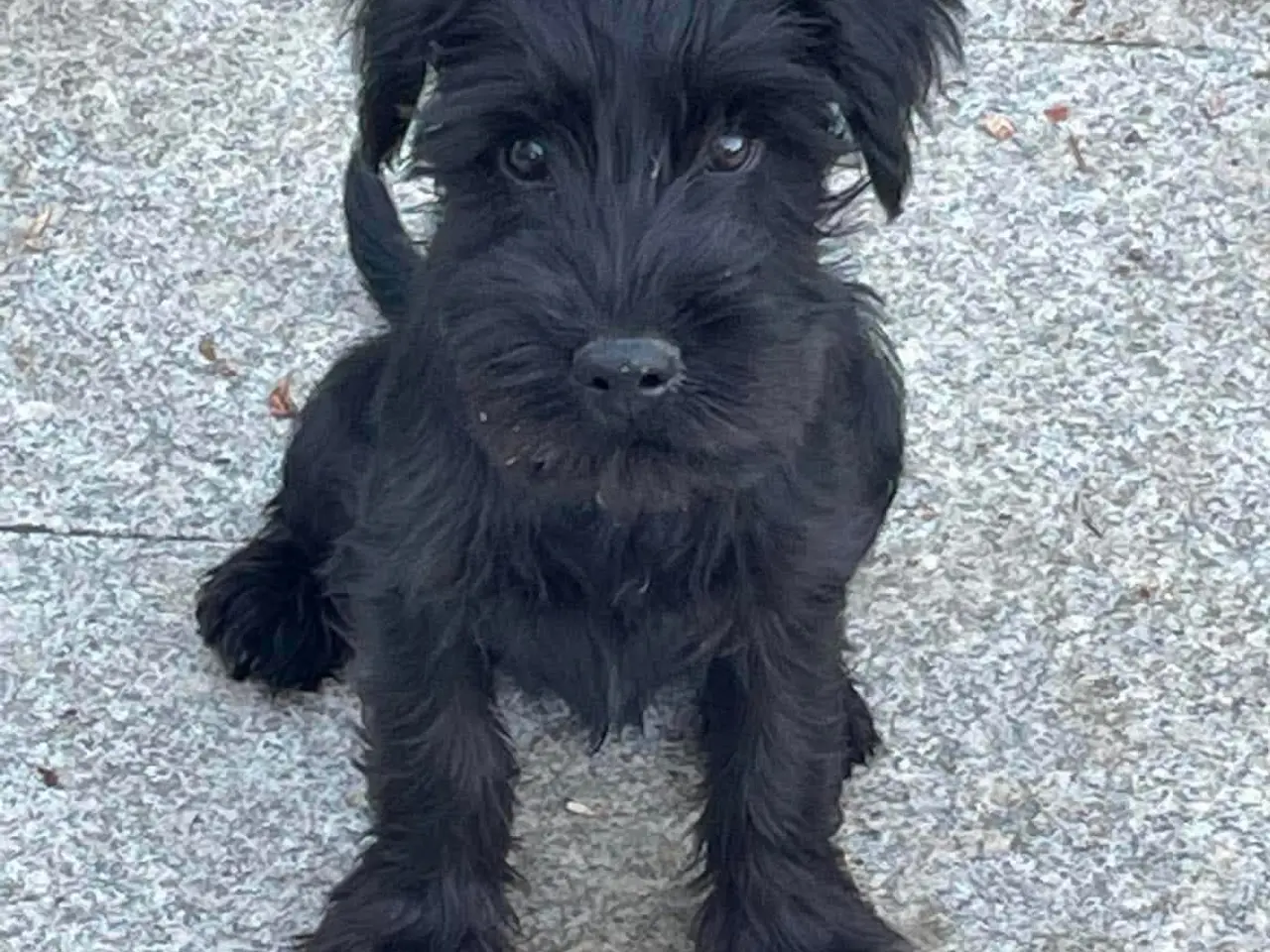 Billede 1 - Schnauzer mellem - hvalpe sort