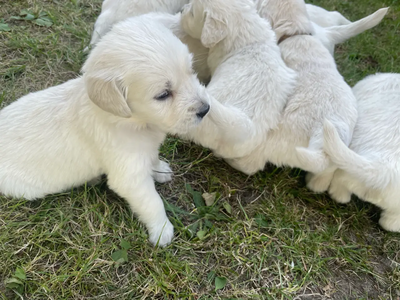 Billede 8 - Golden Retreiver hvalpe