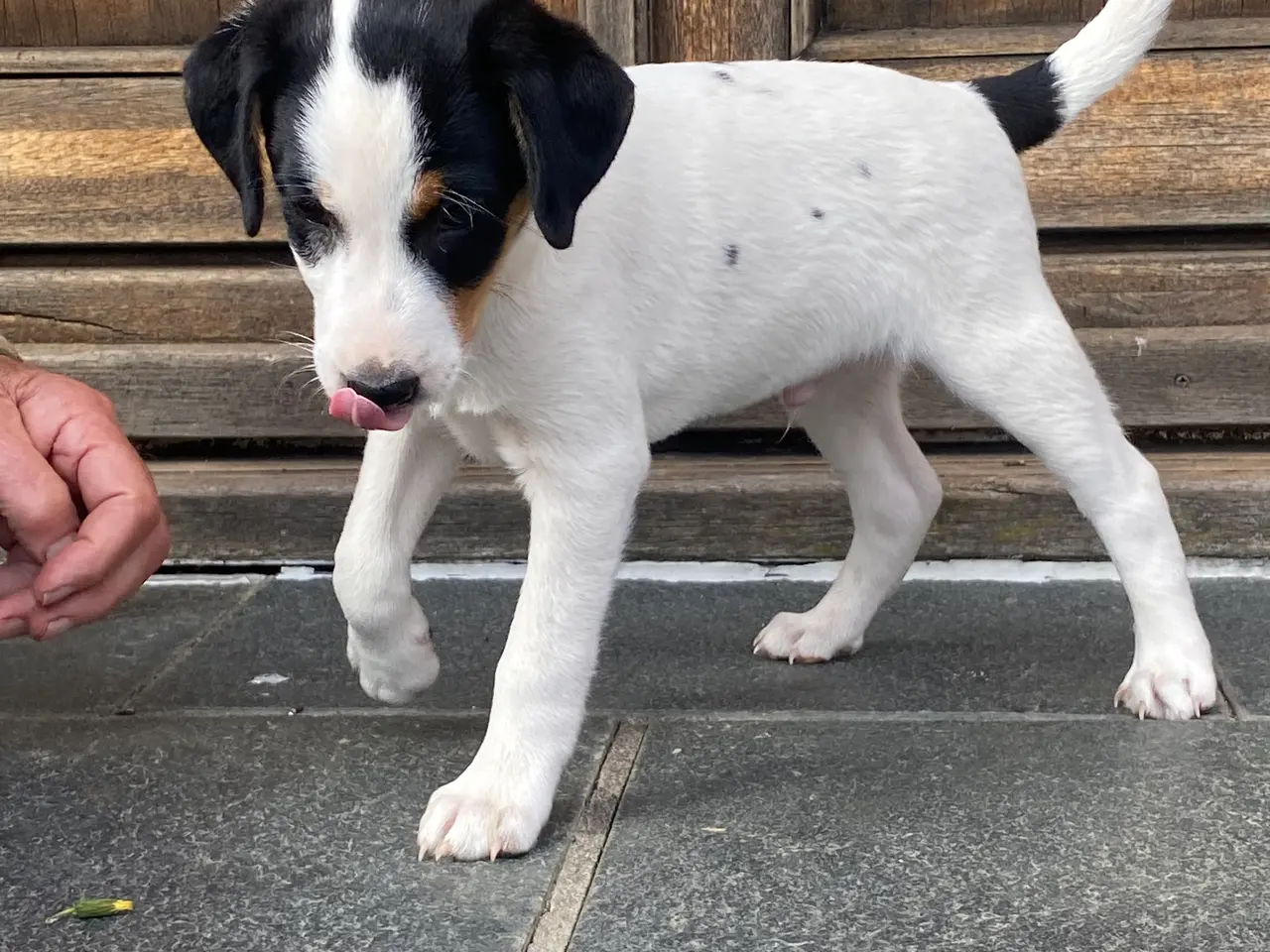 Billede 4 - Dansk-svensk gårdhund hundehvalpe