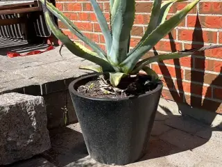 Stor agave med aflægger og potte