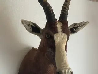 Jagttrofæ sælges