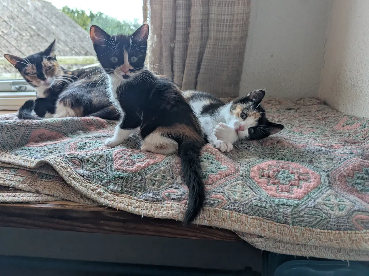 Billede 1 - 2 smukke tortie killinger