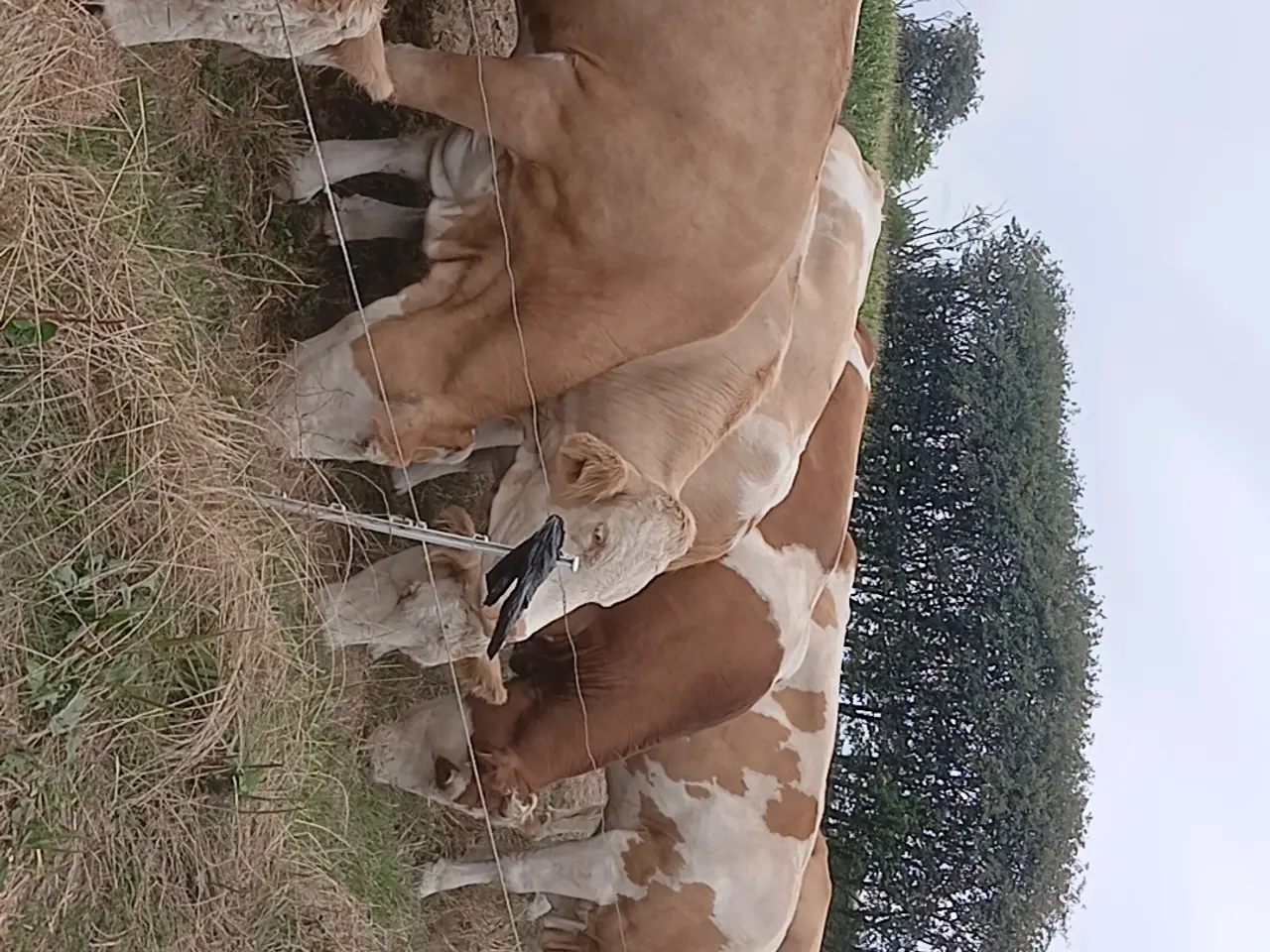 Billede 1 - Simmentaler køer
