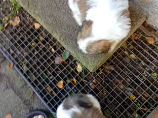 Shih Tzu hvalper sælges