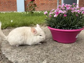 HAN goldbar chinchilla