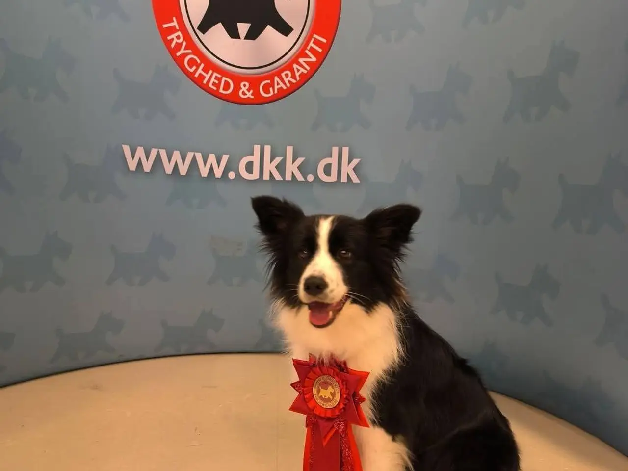 Billede 2 - Hvalpe  stamtavle FC-I Border Collie ADHD, Agility