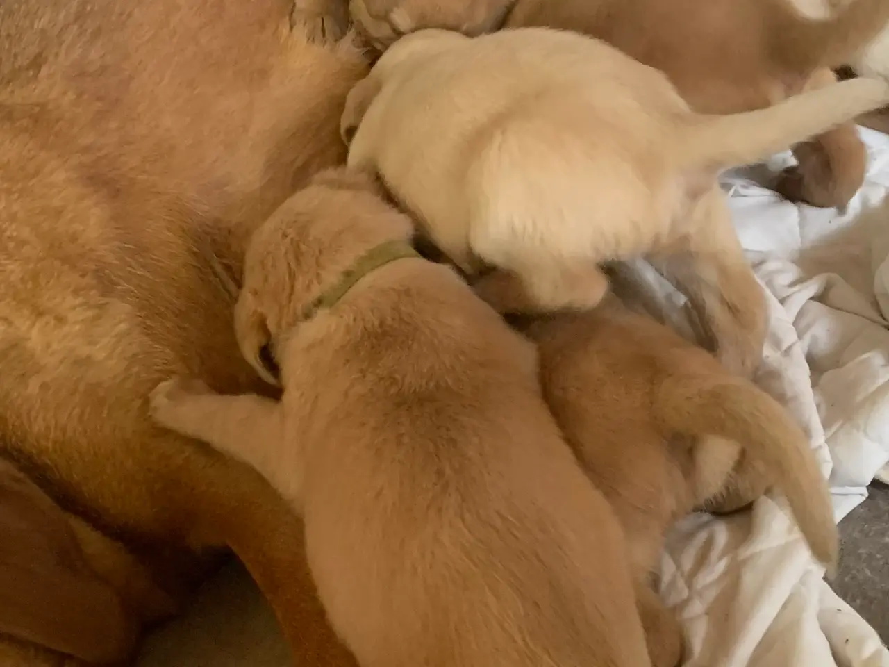 Billede 2 - Labrador hvalpe gul / fox red 