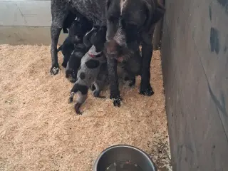 Ruhåret hønsehund hvalpe  - 3