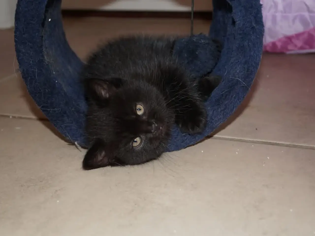 Billede 9 - British shorthair killinger med stamtavle