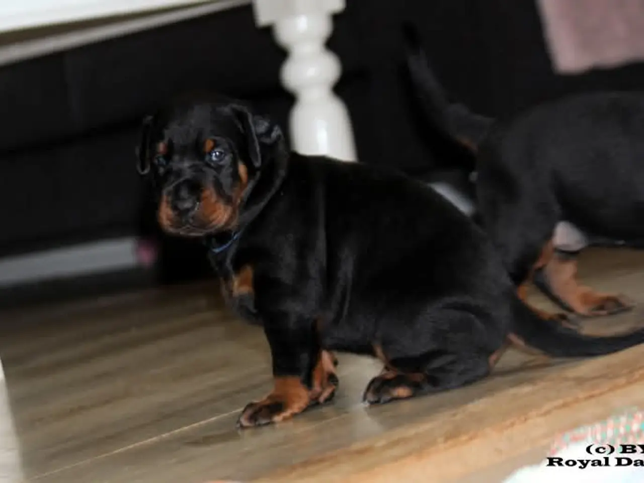 Billede 4 - Dobermann hvalpe top kvalitet 