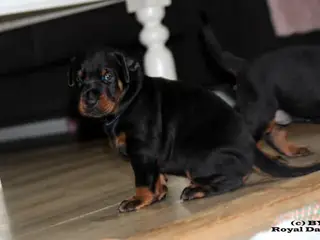 Dobermann hvalpe top kvalitet - 4