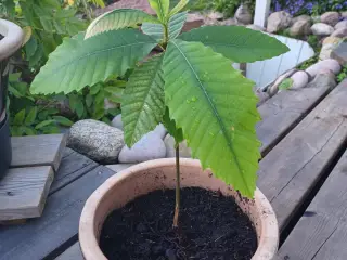 Ægte kastanjetræer planter