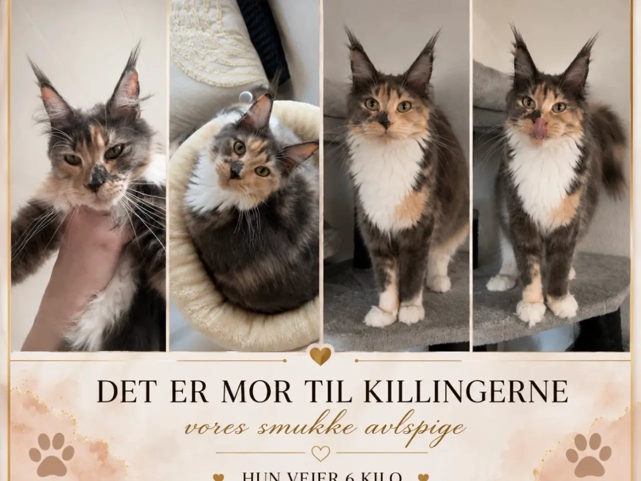 Billede 6 - Ægte Maine coon killinger 