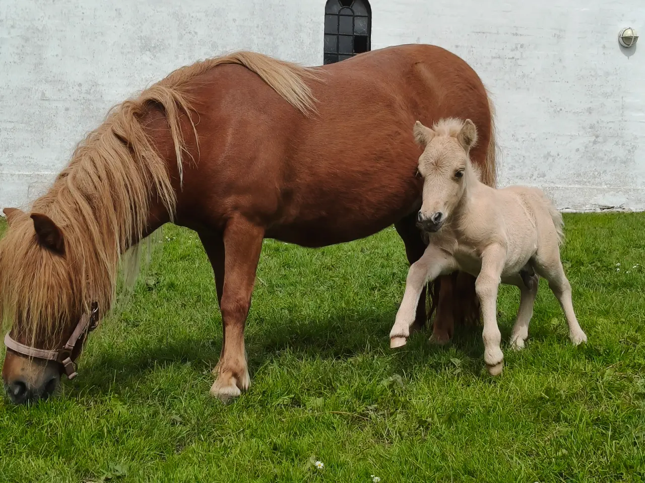 Billede 7 - Smuk palomino hingst