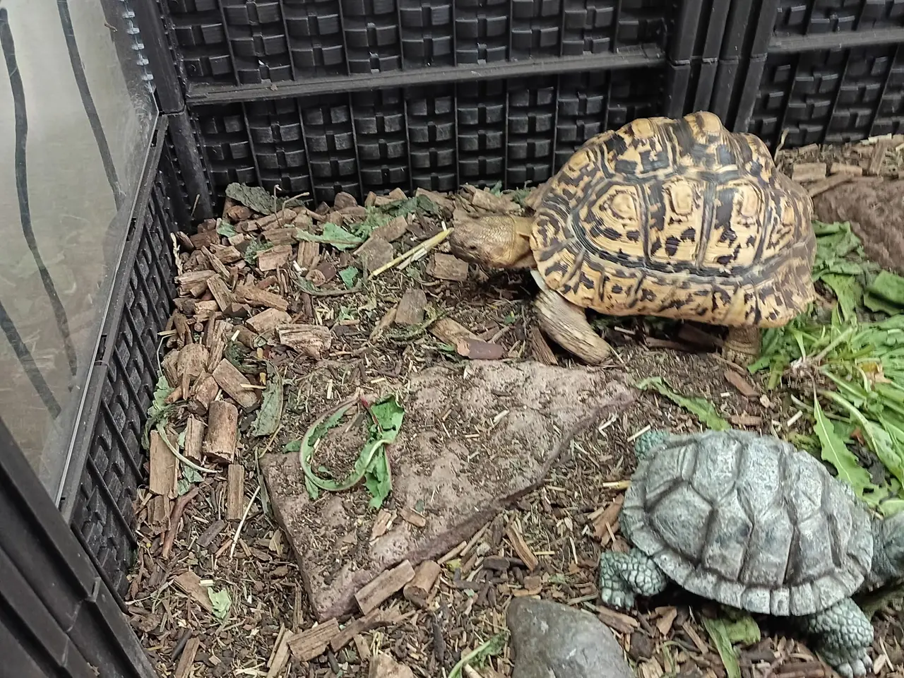 Billede 1 - Leopard skildpadde