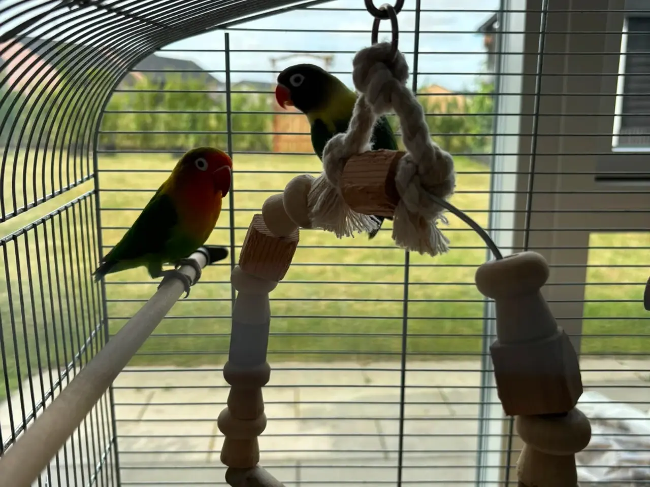 Billede 2 - 2 voksne dværgpapegøjer sælges med stort bur 🐦❤️