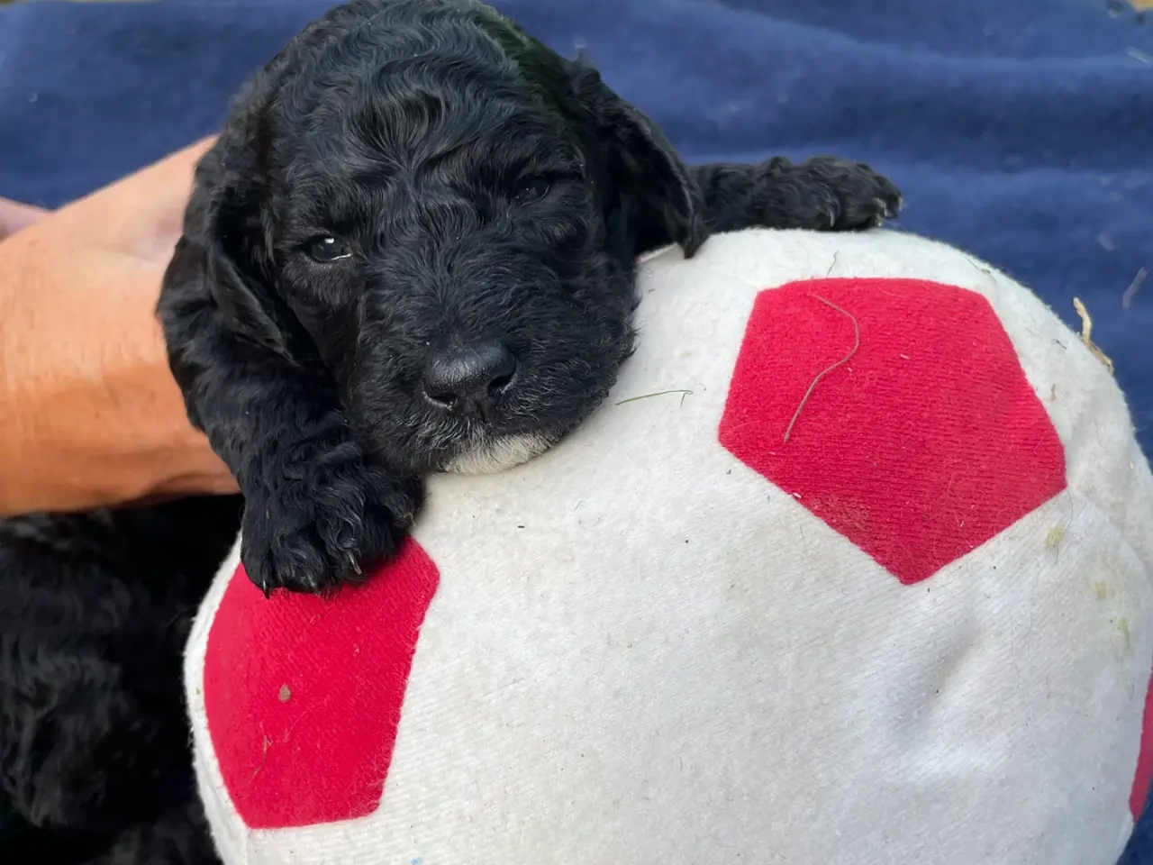 Billede 1 - Cavapoo F1B