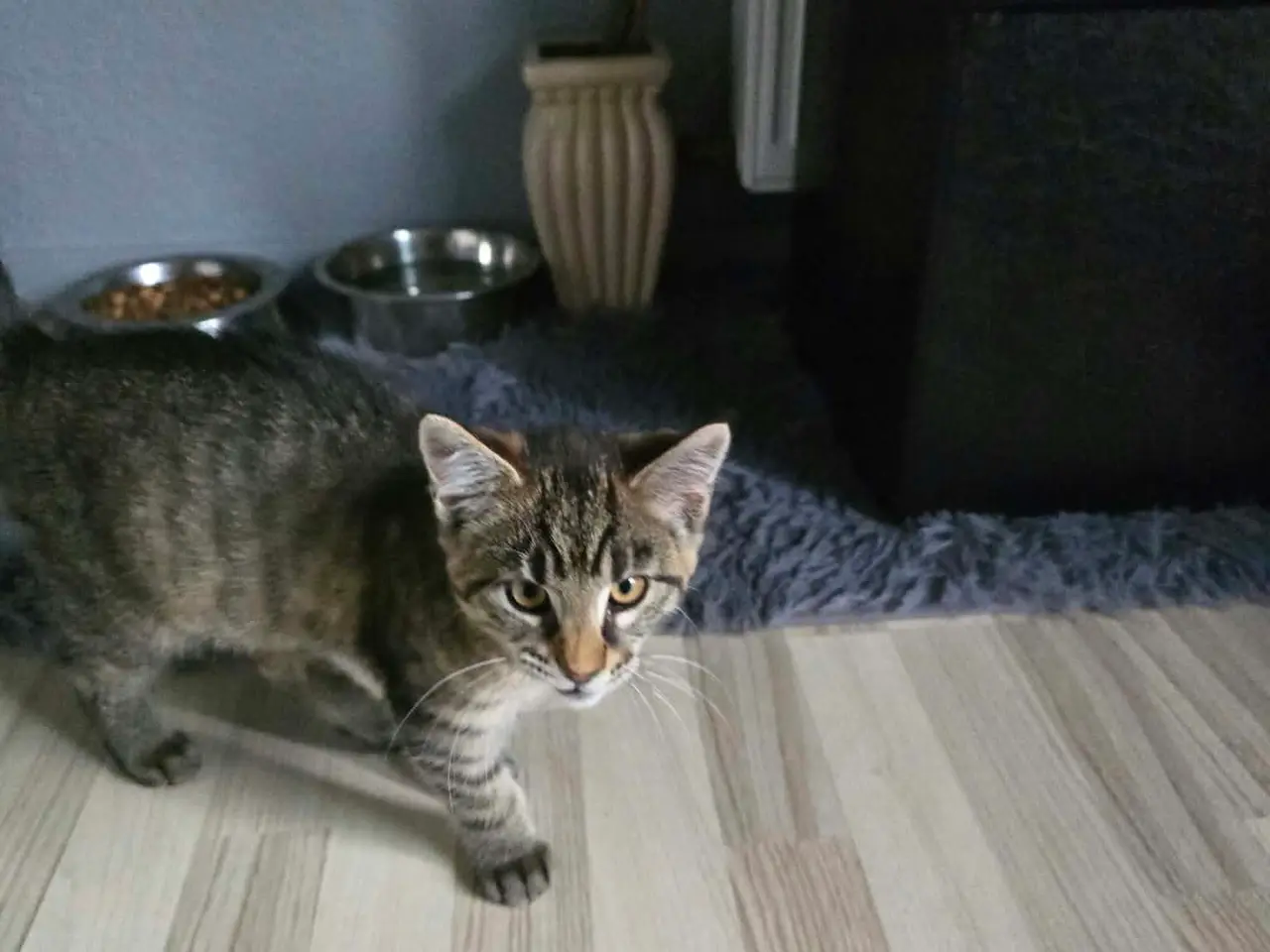 Billede 2 - Main coon blanding til salg