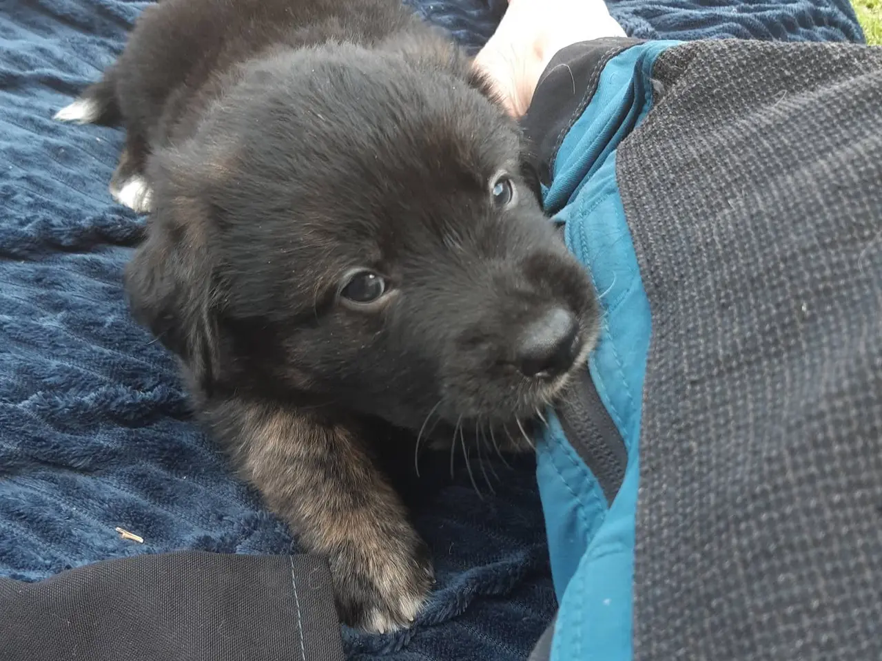 Billede 4 - Golden Retriever Border Collie blanding 