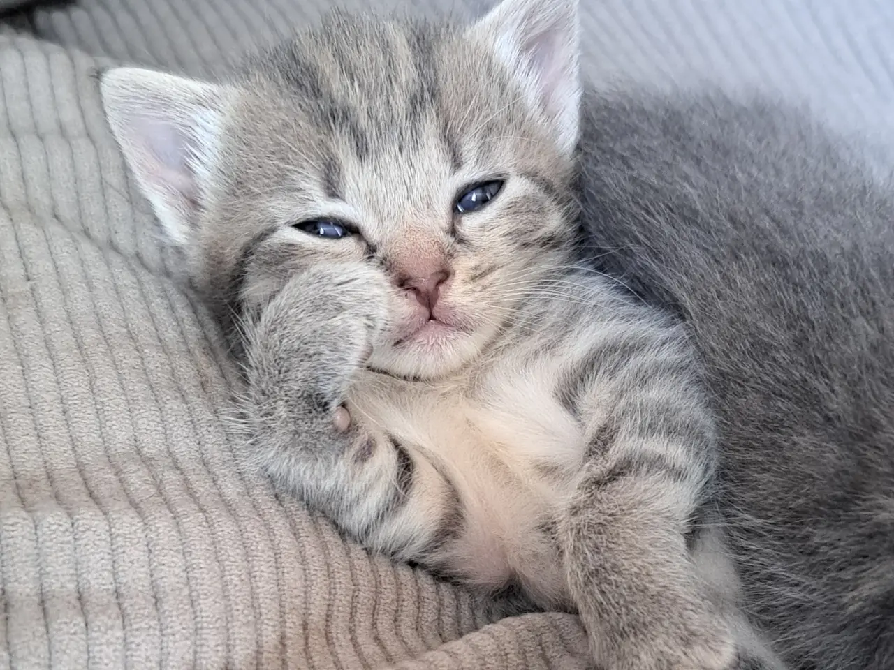 Billede 5 - 🐱 Søde killinger søger kærlige hjem 🐱