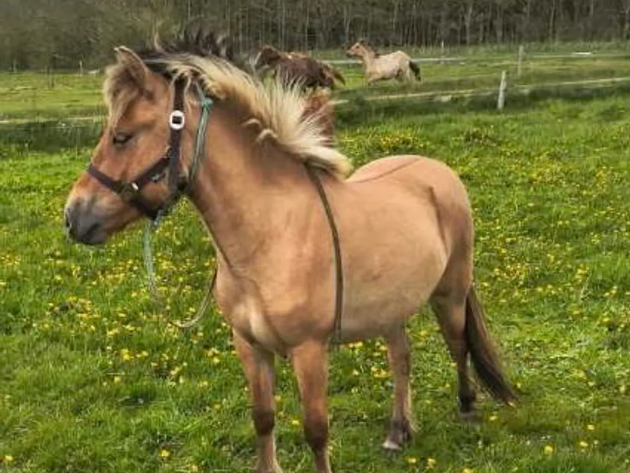 Billede 1 - 2 års fjordkrydsningshoppe