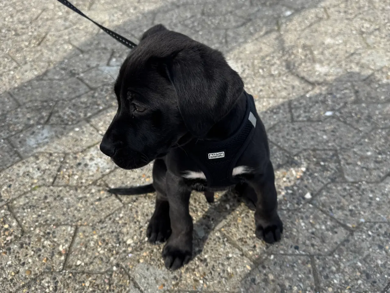 Billede 10 - Labrador blanding 