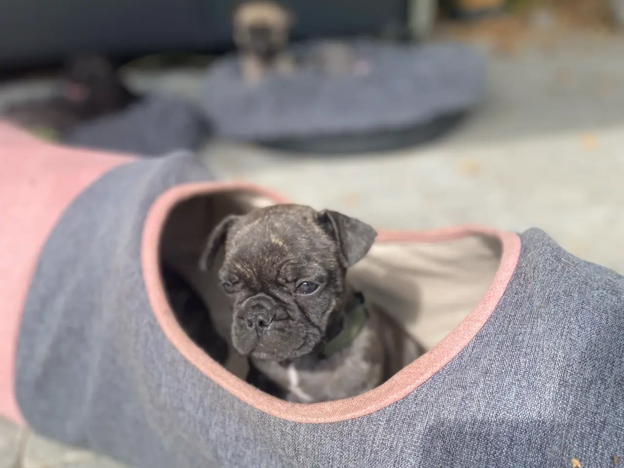 Billede 10 - Fransk Bulldog hvalpe