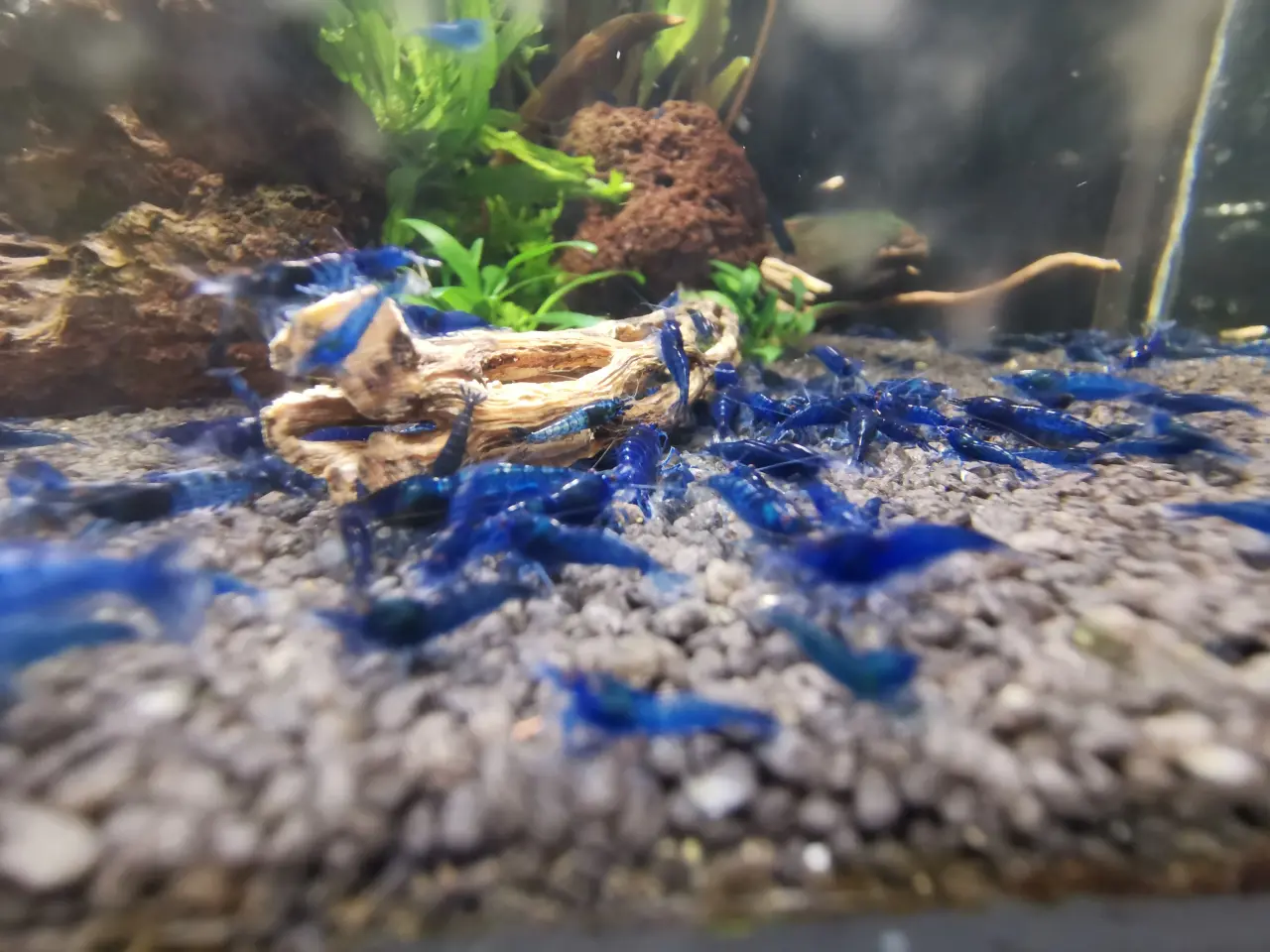 Billede 3 - Neocaridina Blue Dream rejer