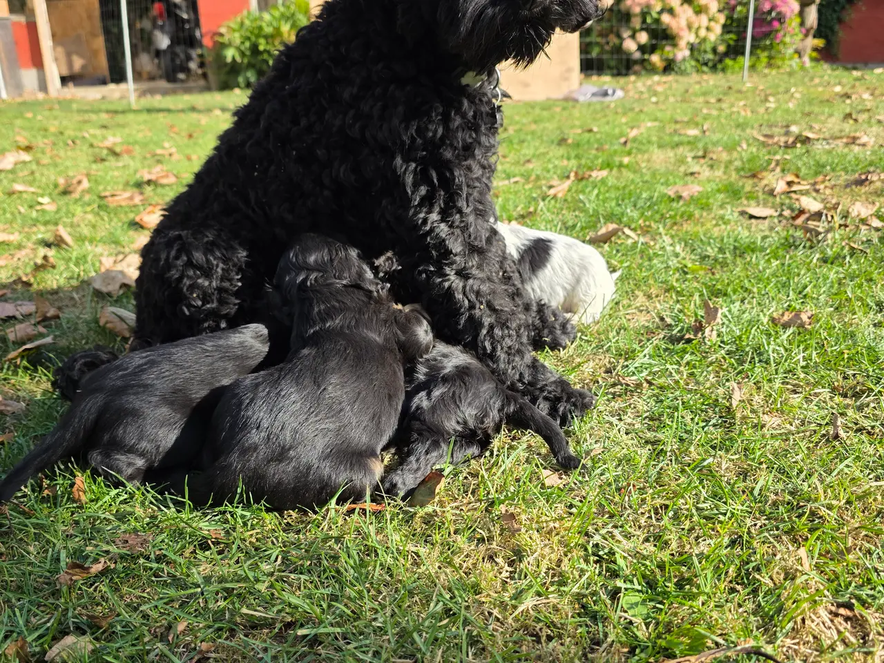 Billede 6 - Jagt og familiehunde
