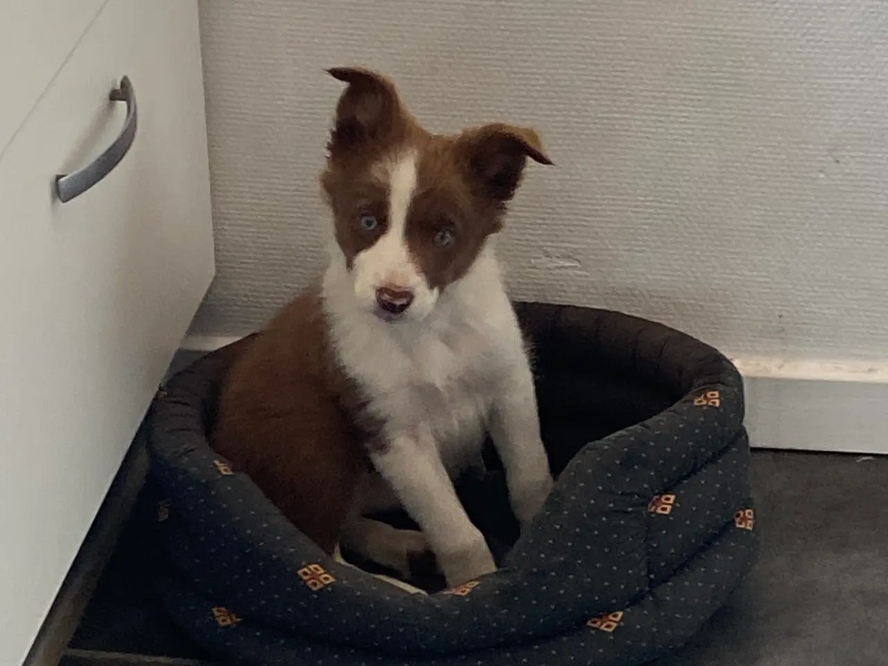 Billede 12 - Border Collie Så er vi Klar