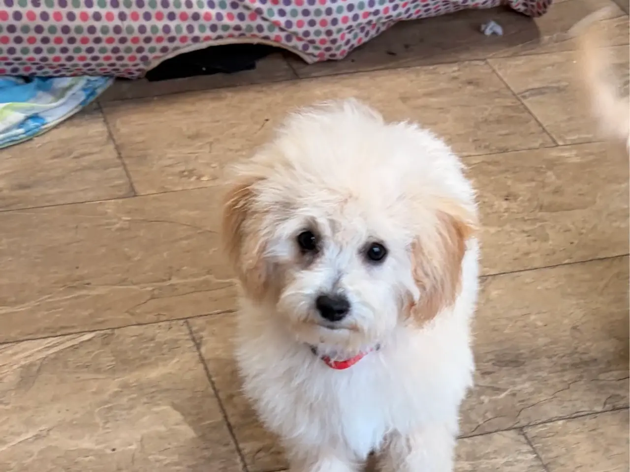 Billede 2 -  Maltipoo pige søde selma