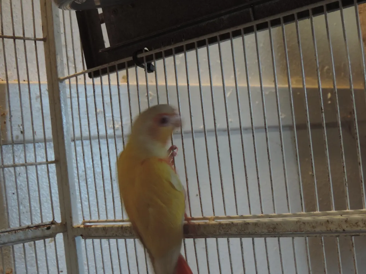 Billede 2 - Conure i Lutino
