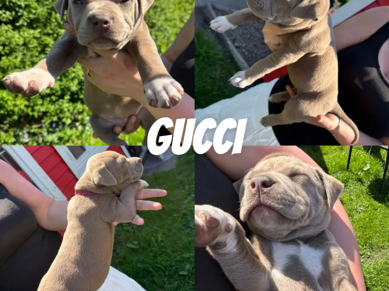 Billede 5 - American Bully XL